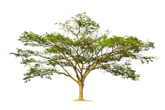 Tree isolate on a white background