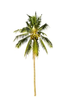 Coconut tree isolate on a white background