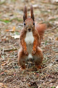 Red squirrel in the forest, in the wild