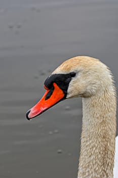 Swan, a portrait in the wild