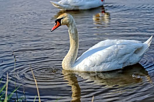 Swan in the wild, on the lake