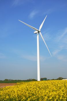 wind turbine in rape field