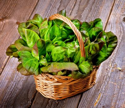 Fresh Green and Purple Butterhead Lettuce in Wicker Basket isolated on Rustic Wooden background