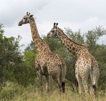 two giraffes in south africa on safari national kruger park