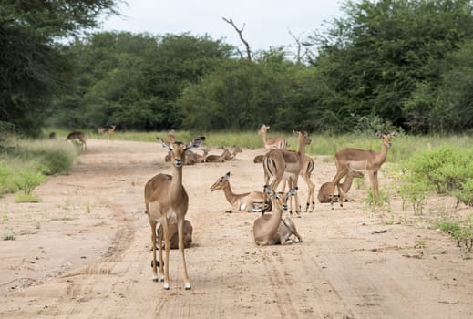 impala on the sand road kruger national park south africa