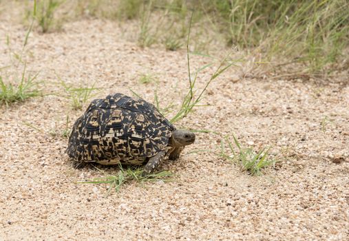 A Tortoise Land Turtle crossing the road in the Kruger Park, South Africa