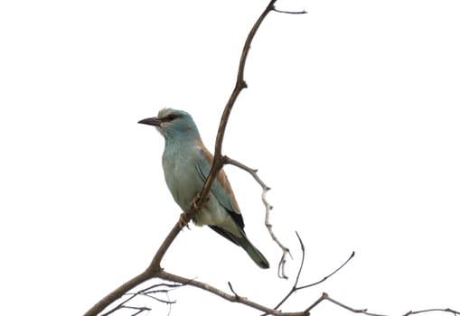 lilac roller bird in africa kruger national park