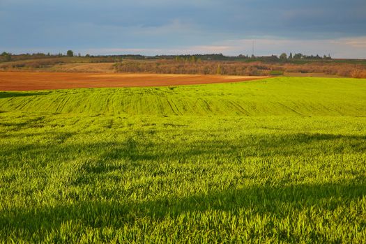 Agricultural field in late sunlight