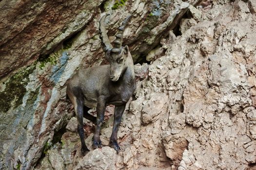 Alpine Ibex closeup in the mountains