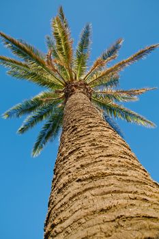 Palm tree low angle view