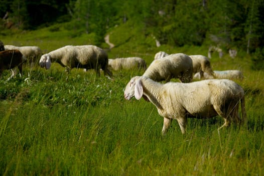 Sheep grazing on an alpine field