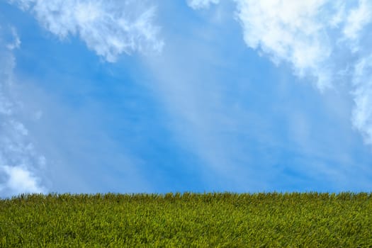 Green field and lonely tree