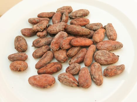 cocoa beans (theobroma cacao) from Madagascar