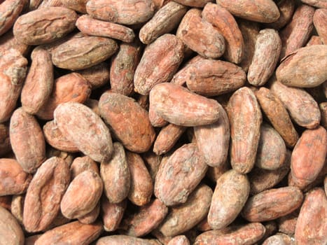 cocoa beans (theobroma cacao) from Madagascar