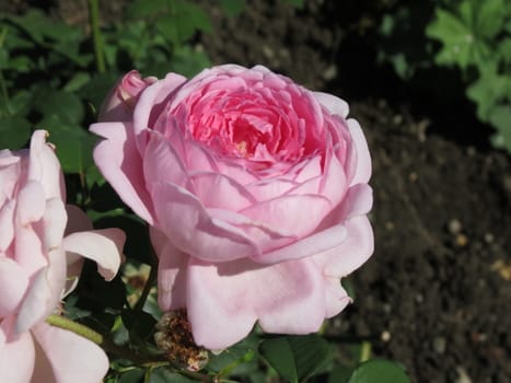 Pink rose flower