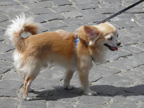 light brown Pomeranian dog walking on cobblestone sidewalk