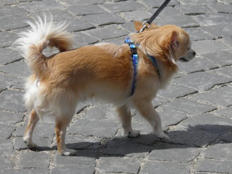 light brown Pomeranian dog walking on cobblestone sidewalk