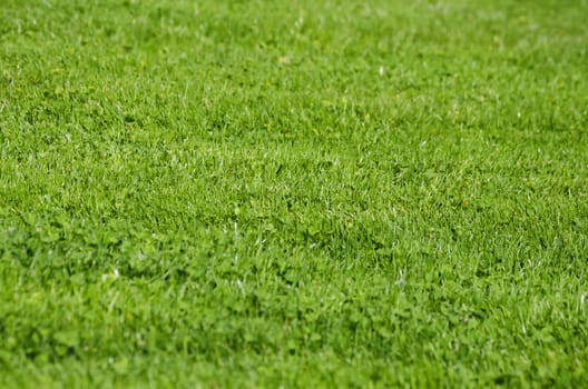 Vitality Spring Green Grass Background