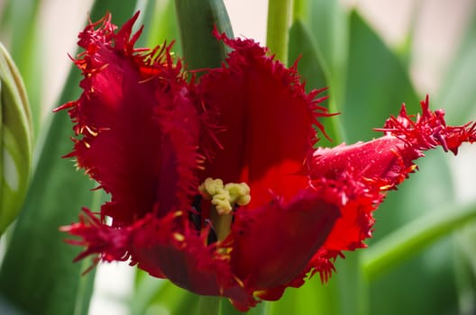 Photo of the Single Red Tulip