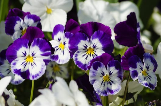 Photo fo the Bright Pansy Flowers