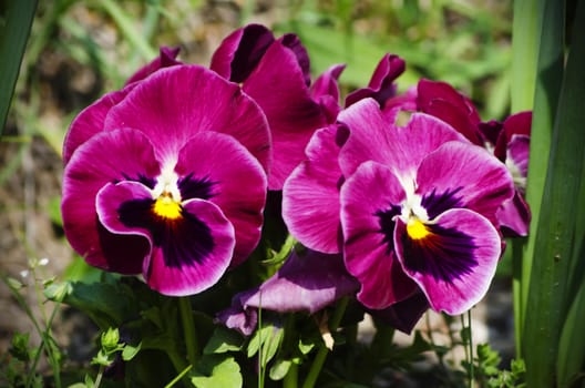 Photo fo the Bright Pansy Flowers