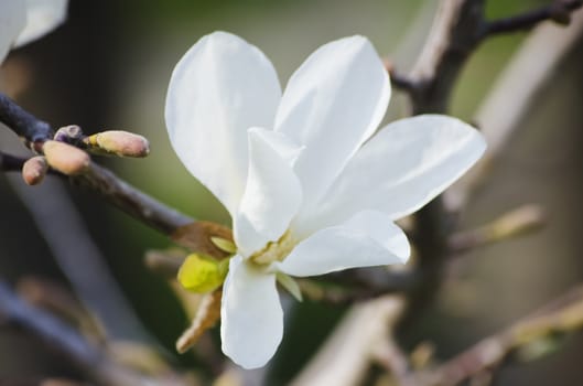 Photo of the Spring White  Magnolia Flower Blossom