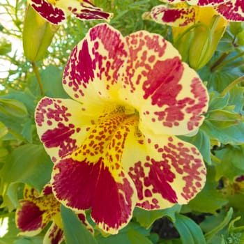 Close-up red and yellow flower of pansy plant, Viola tricolor, in garden bed