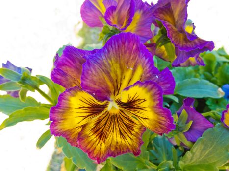 Close-up colorful flower of pansy plant, Viola tricolor, in garden bed