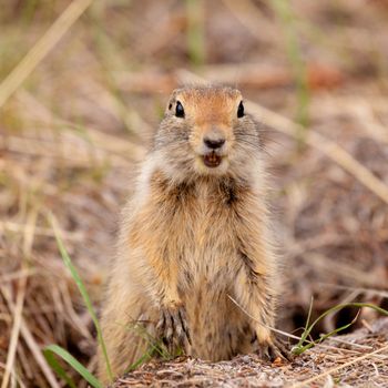 Cute Arctic ground squirrel, Urocitellus parryii, curiously emerging from its burrow