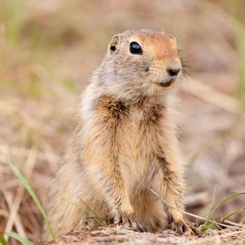 Cute Arctic ground squirrel, Urocitellus parryii, curiously emerging from its burrow