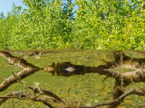 Riparian habitat ecosystem of taiga boreal forest lake shore with green willow and alder bushes on shore trees and close-up sunken rotting wood and reflections in a over under split underwater view