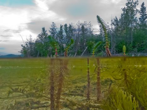 Riparian habitat ecosystem of forest lake shore with distant shore trees and close-up aquatic plants in a over under split underwater view