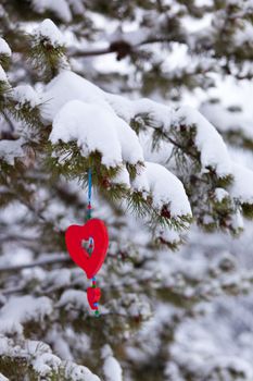 Single red heart shaped Christmas or Valentines decoration hanging from snow covered branches of pine tree in winter