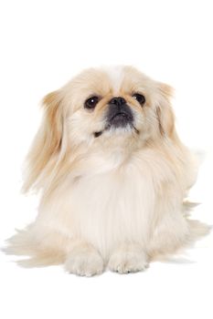 Pekingese dog is resting on a white background