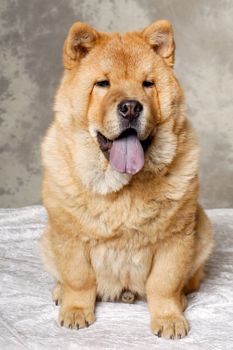 A Chow dog is sitting down