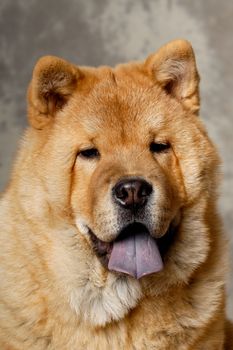 A face of a Chow dog