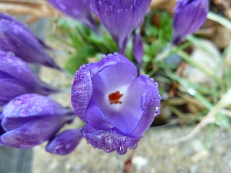 Bright purple iris flower with dew drops 