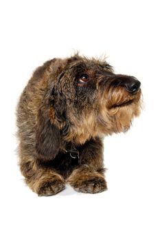 Dachshund dog isolated on a clean white background