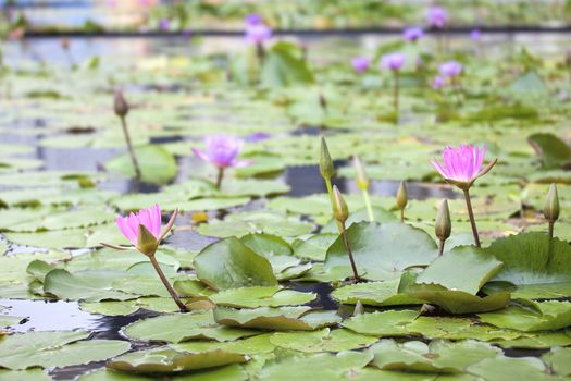 Pond with Pink Water Lily Flowers in Bloom