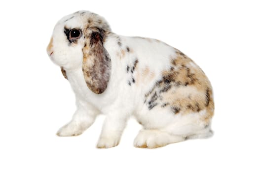 Sweet sad rabbit is sitting on a white background