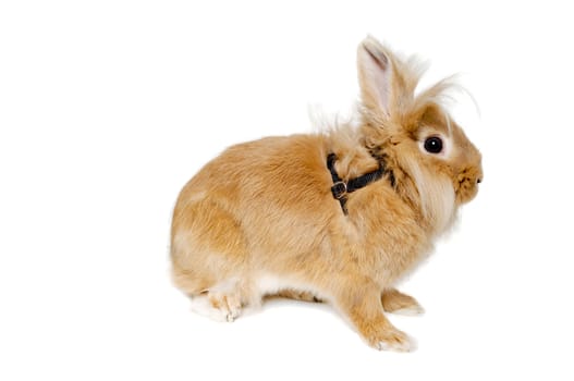 Sweet sad rabbit is sitting on a white background