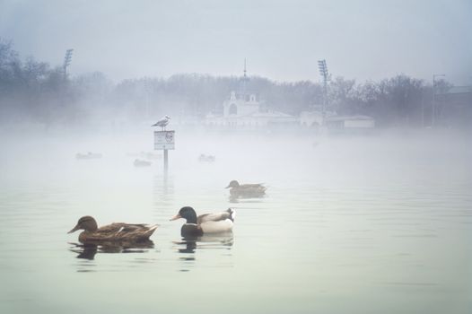 Budapest SPA