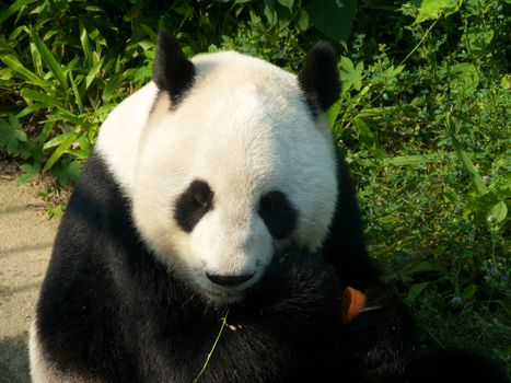 Panda eating