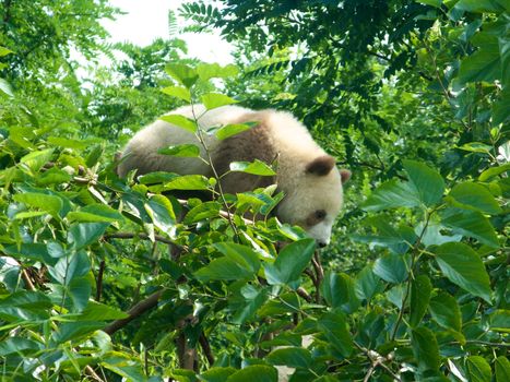 baby panda