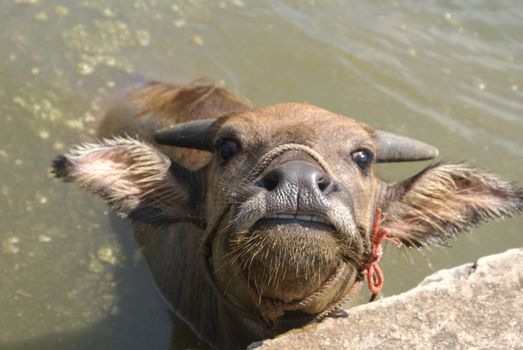 water bull