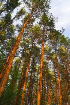 Summer nature with pines on blue sky 