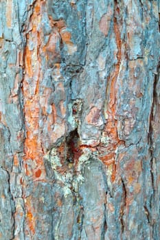 Abstract background, bark of pine