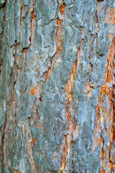 Abstract background, bark of pine