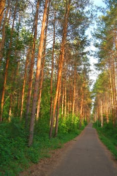 Summer landscape In forest with pines