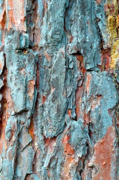 Abstract background, bark of pine